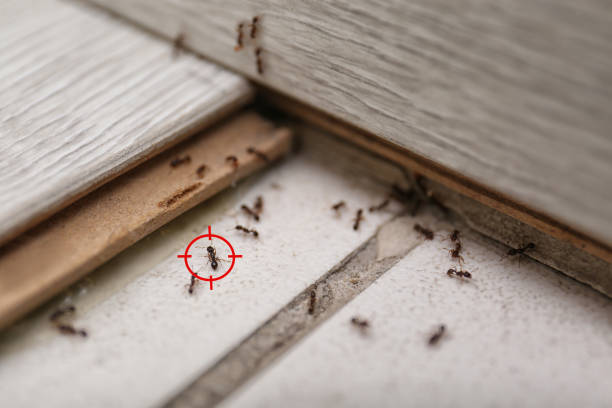 Best Pest Inspection Near Me  in Moweaqua, IL