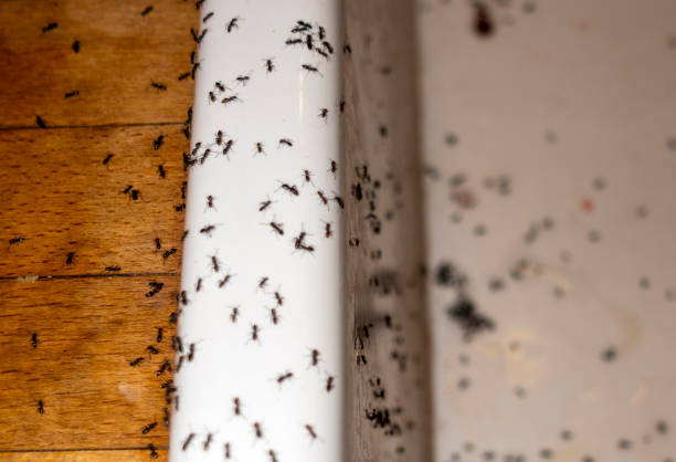 Professional Pest Control in Moweaqua, IL