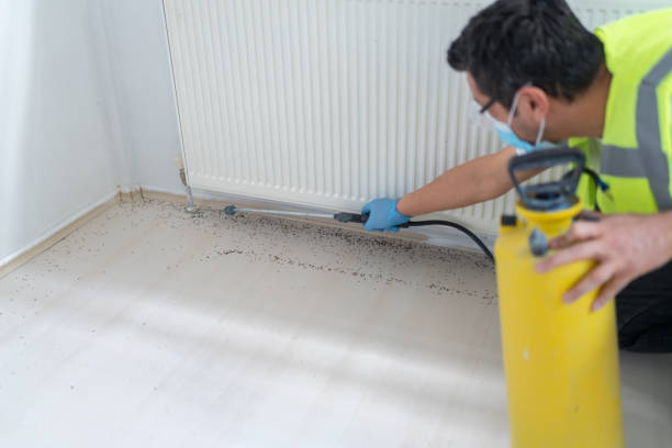 Best Flea Control Services  in Moweaqua, IL