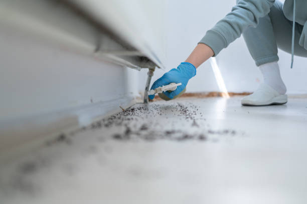 Best Spider Control Near Me  in Moweaqua, IL
